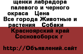 щенки лабрадора палевого и черного окраса › Цена ­ 30 000 - Все города Животные и растения » Собаки   . Красноярский край,Сосновоборск г.